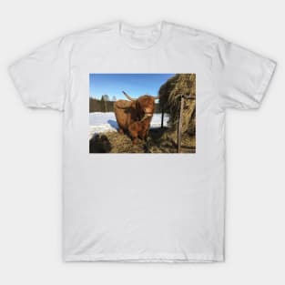 Scottish Highland Cattle Cow 2310 T-Shirt